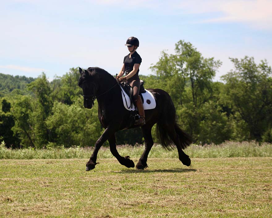 Emily and Friesian stallion trotting